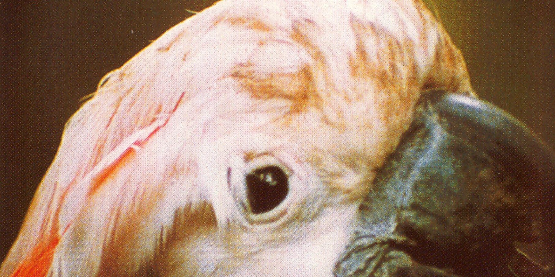 Couverture du film A la recherche de l'oiseau blanc