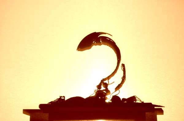 Couverture du film Anthropeau