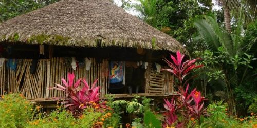 Couverture du film Le Chant de la fleur