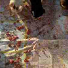 Couverture du film Chats errants