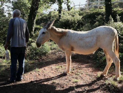 Couverture du film D'errance et de racines