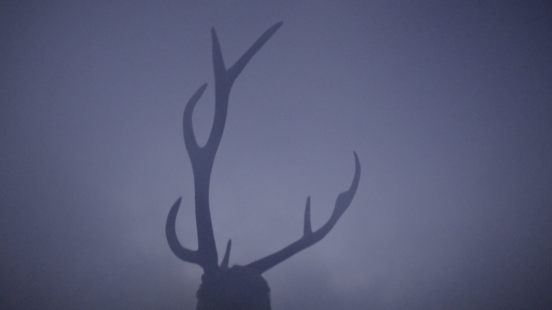 Couverture du film Deer Boy