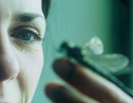 Couverture du film Des Plumes dans la tête