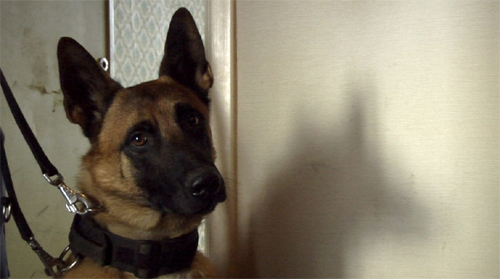 Couverture du film Het geluk van Honden