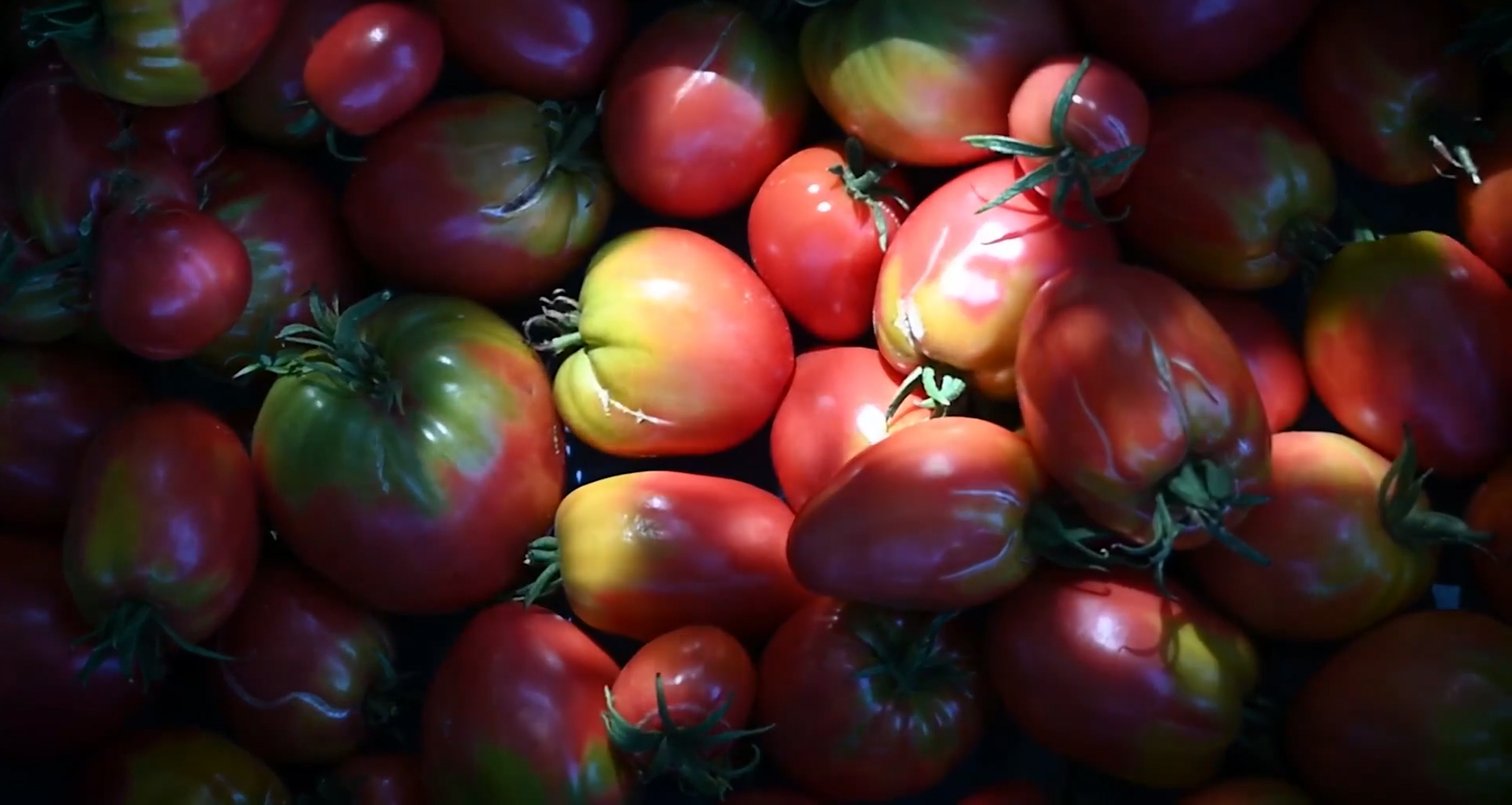 Couverture du film Les Jacques