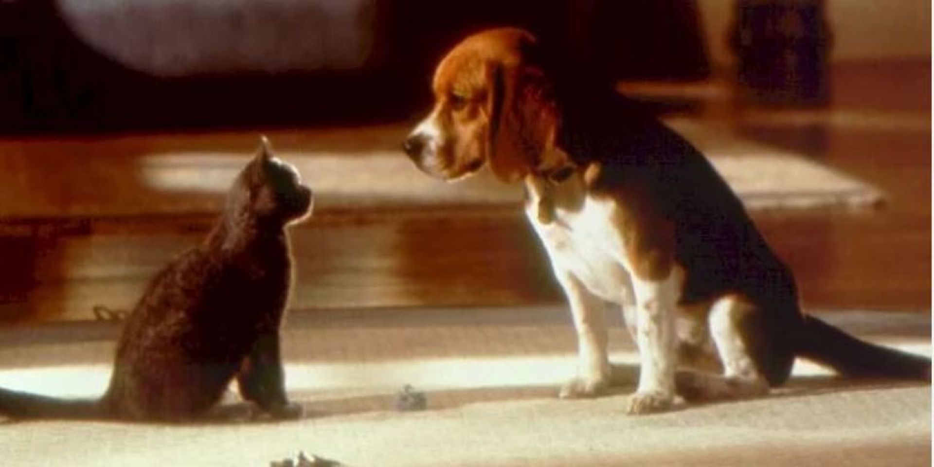 Couverture du film Le Jour du chat