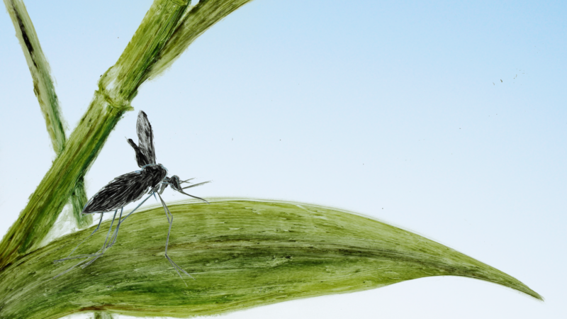 Couverture du film Le Marais Wiels