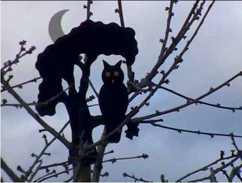 Couverture du film La Marelle et les Epouvantails