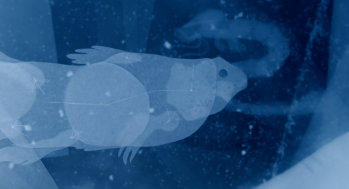 Couverture du film Les Monstres marins