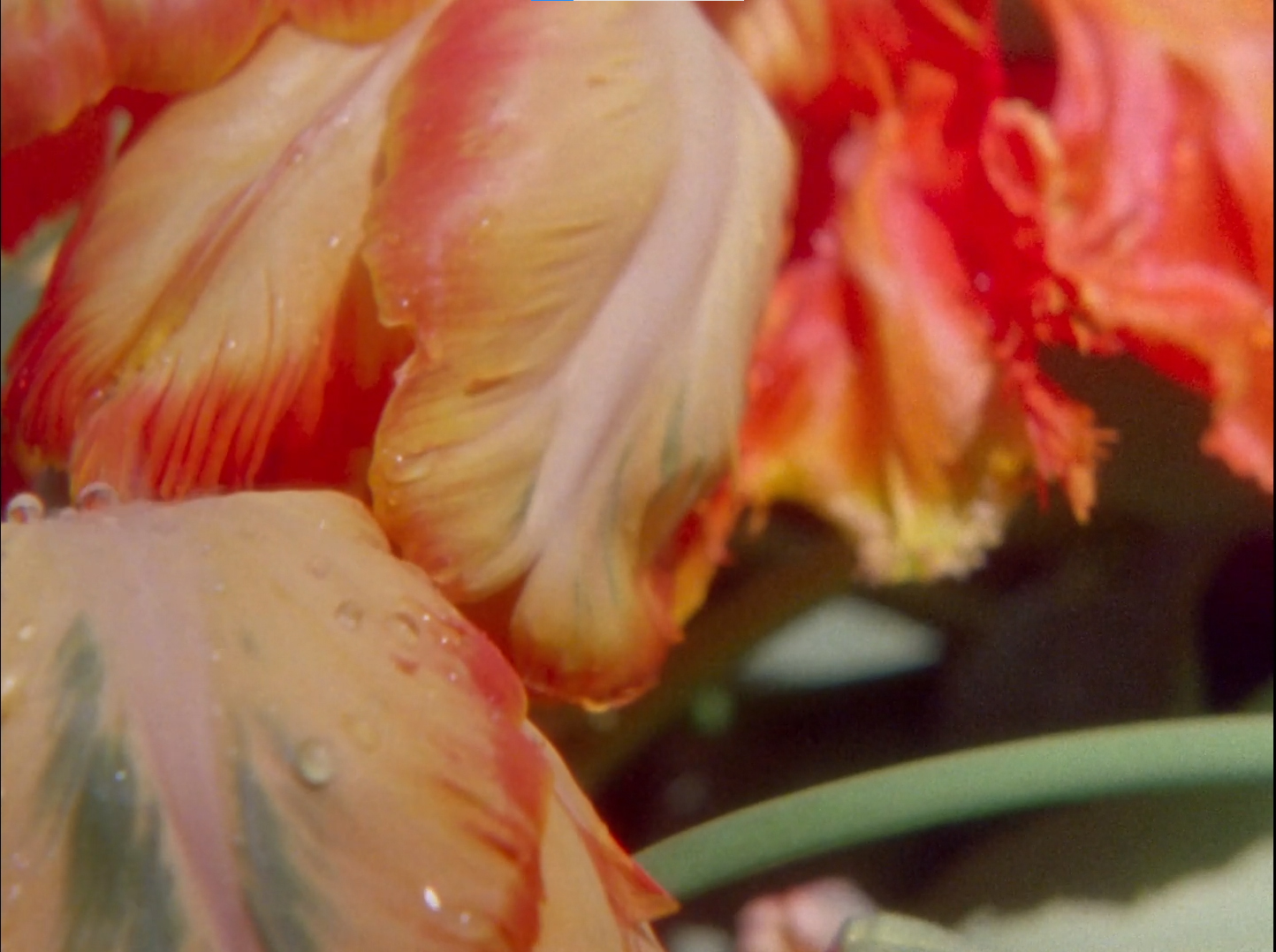 Couverture du film Opéra Tulipe