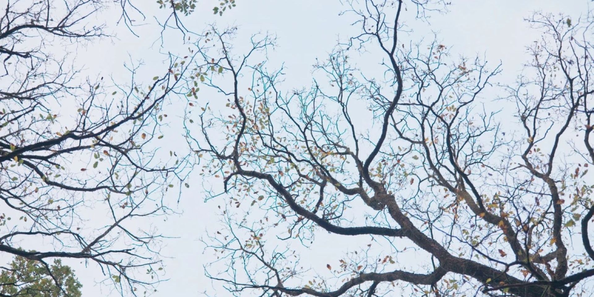 La Sagesse de nos arbres