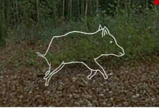 Couverture du film Scènes de chasse au sanglier