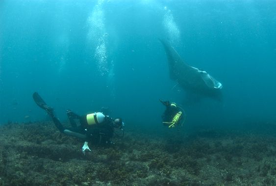 Couverture du film Sharkwise