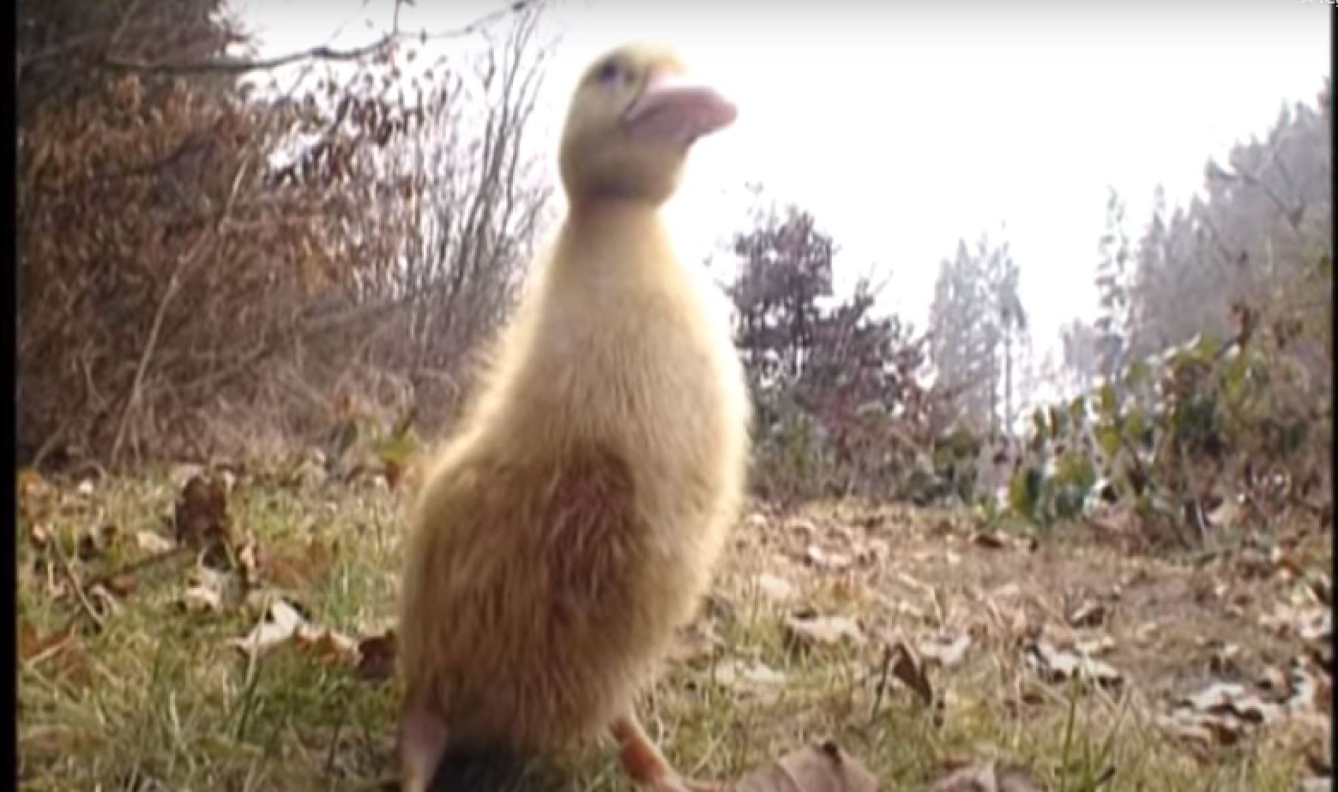 Couverture du film La Terre n'est pas une poubelle