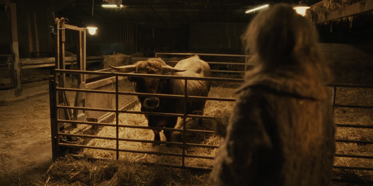 Couverture du film The Bull