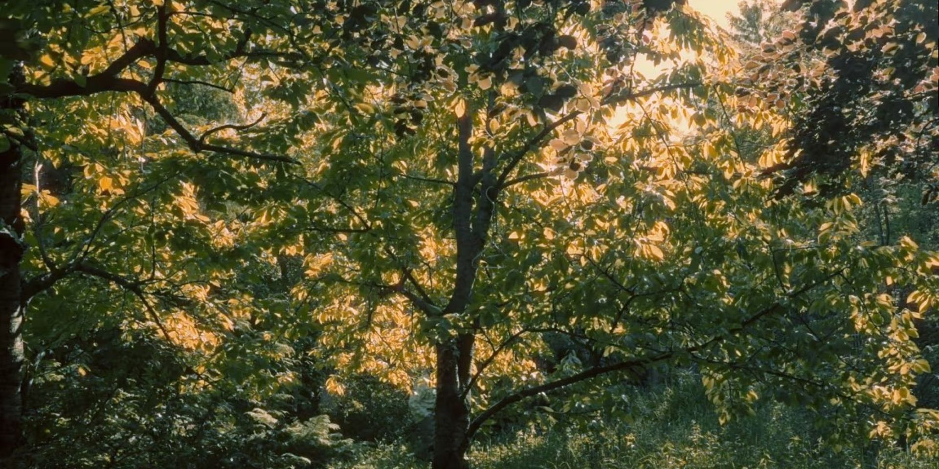 The Silence of The Banana Trees