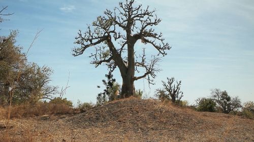 Couverture du film Le Théorie du palétuvier