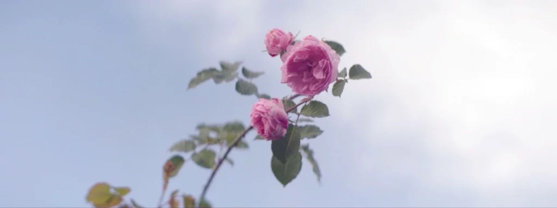 Couverture du film Les Vivant·es