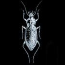 Photo de profile de Les Films du Scarabée